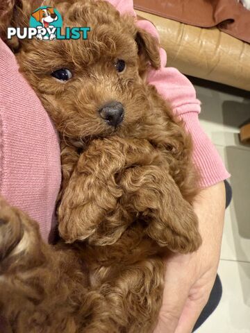 Toy Poodles
