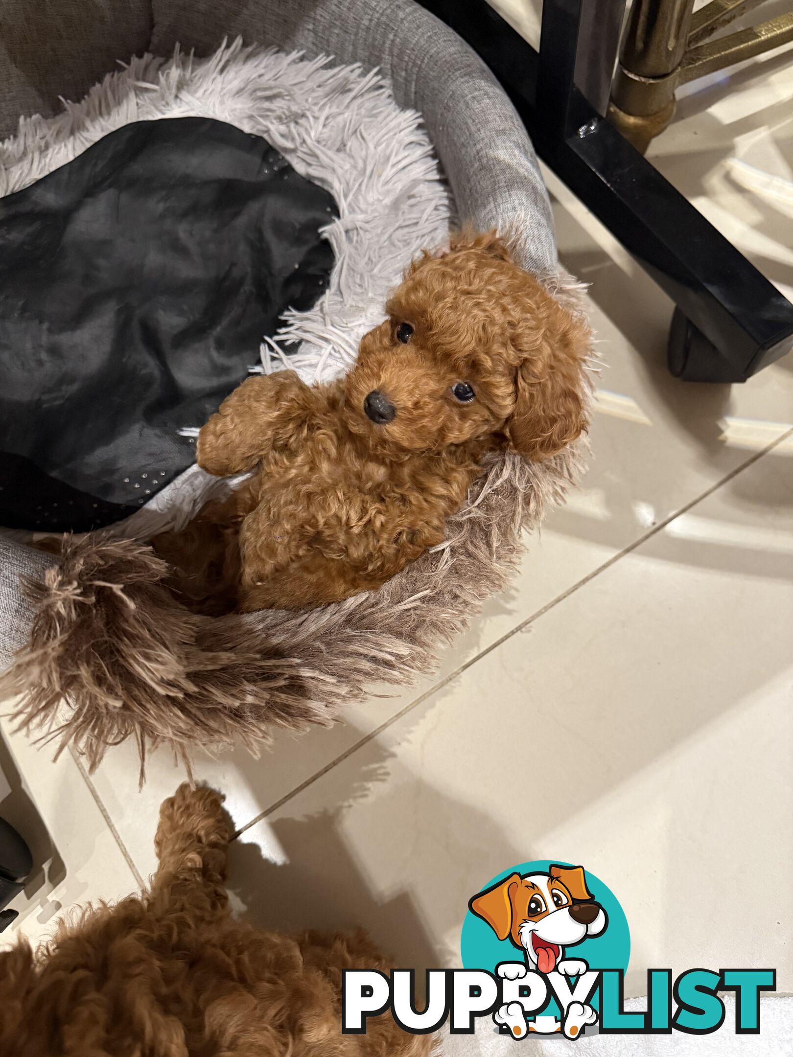 Toy Poodles