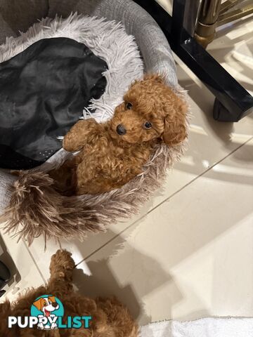 Toy Poodles