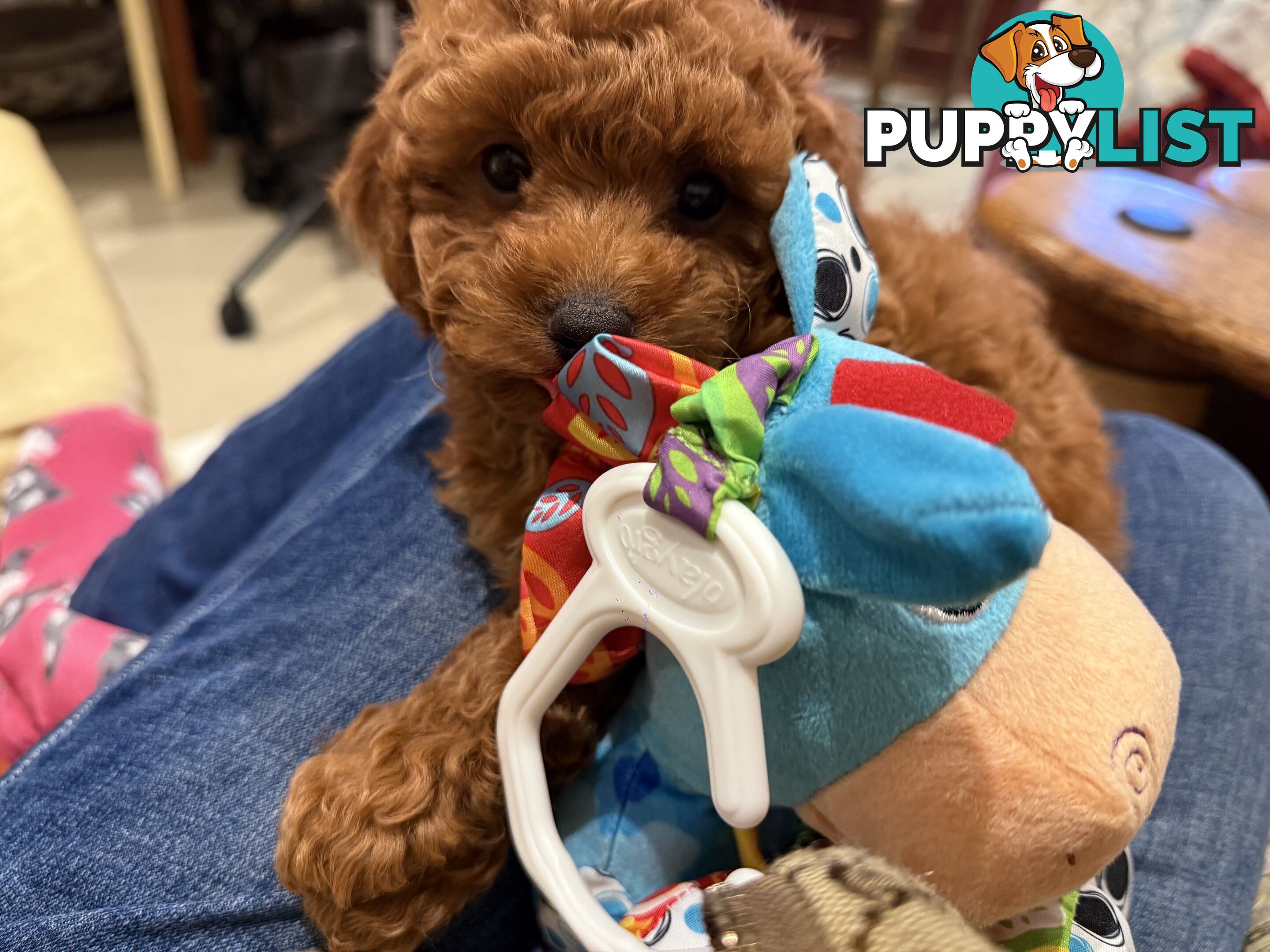 Toy Poodles
