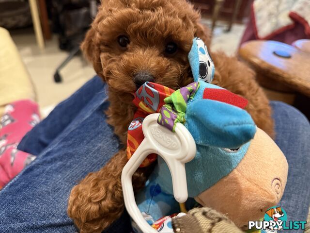 Toy Poodles
