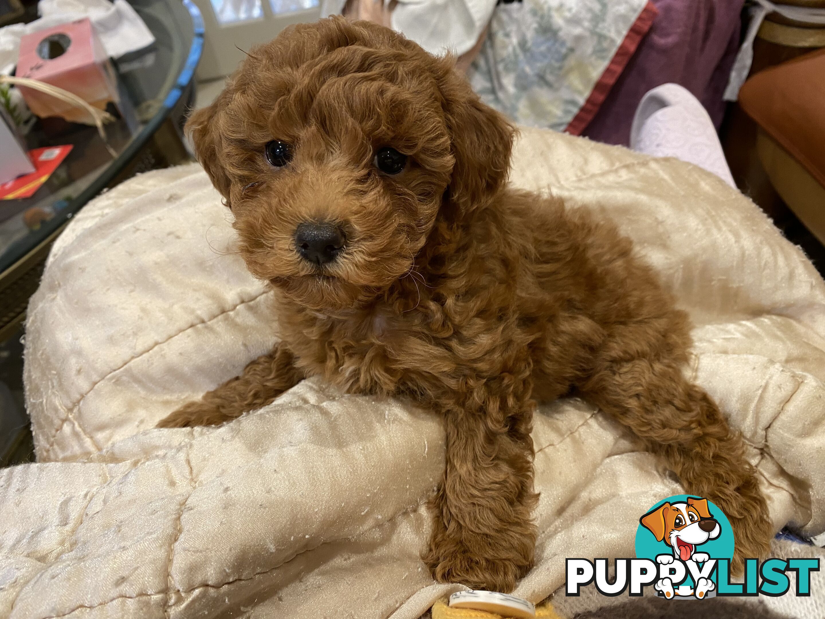Toy Poodles
