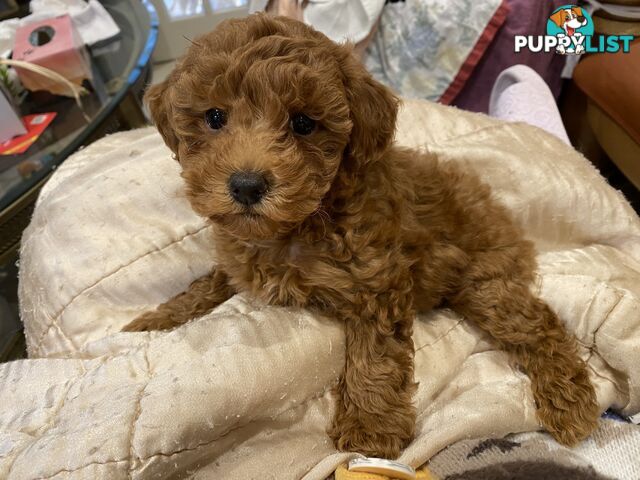 Toy Poodles