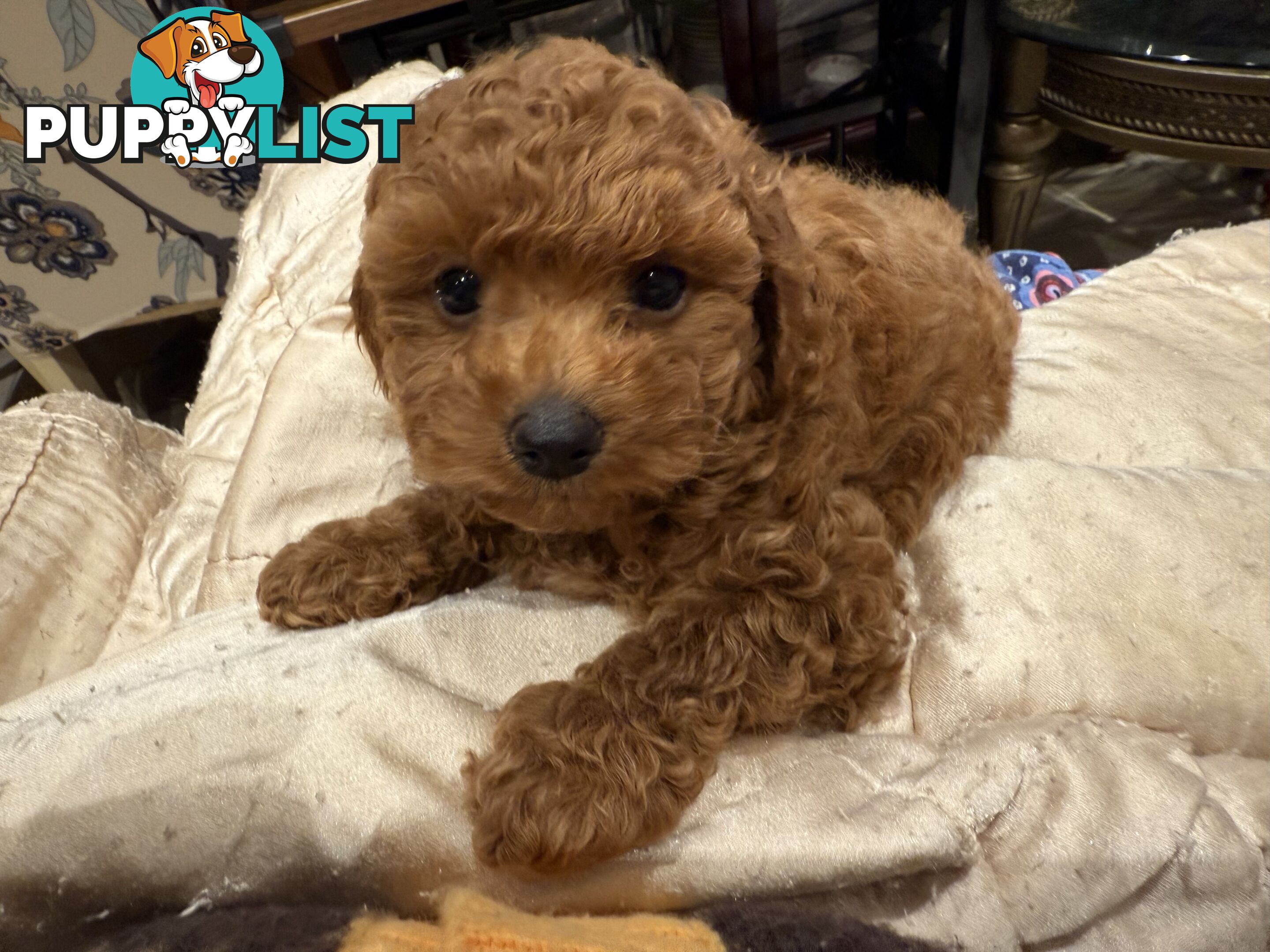 Toy Poodles
