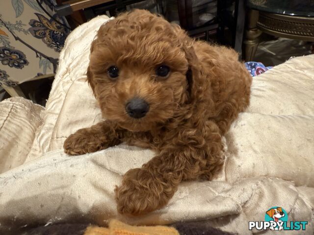 Toy Poodles