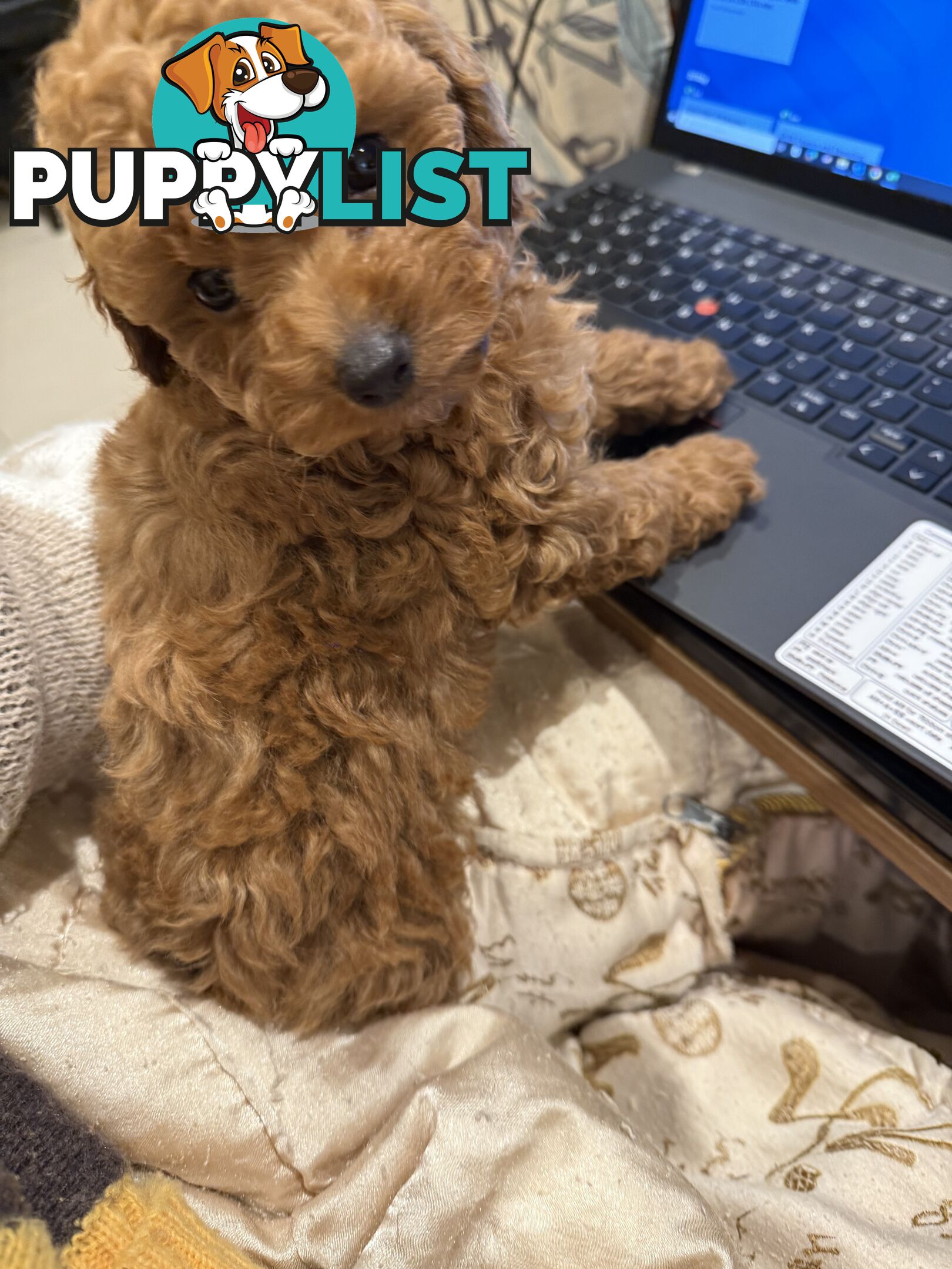 Toy Poodles