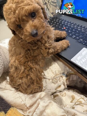 Toy Poodles