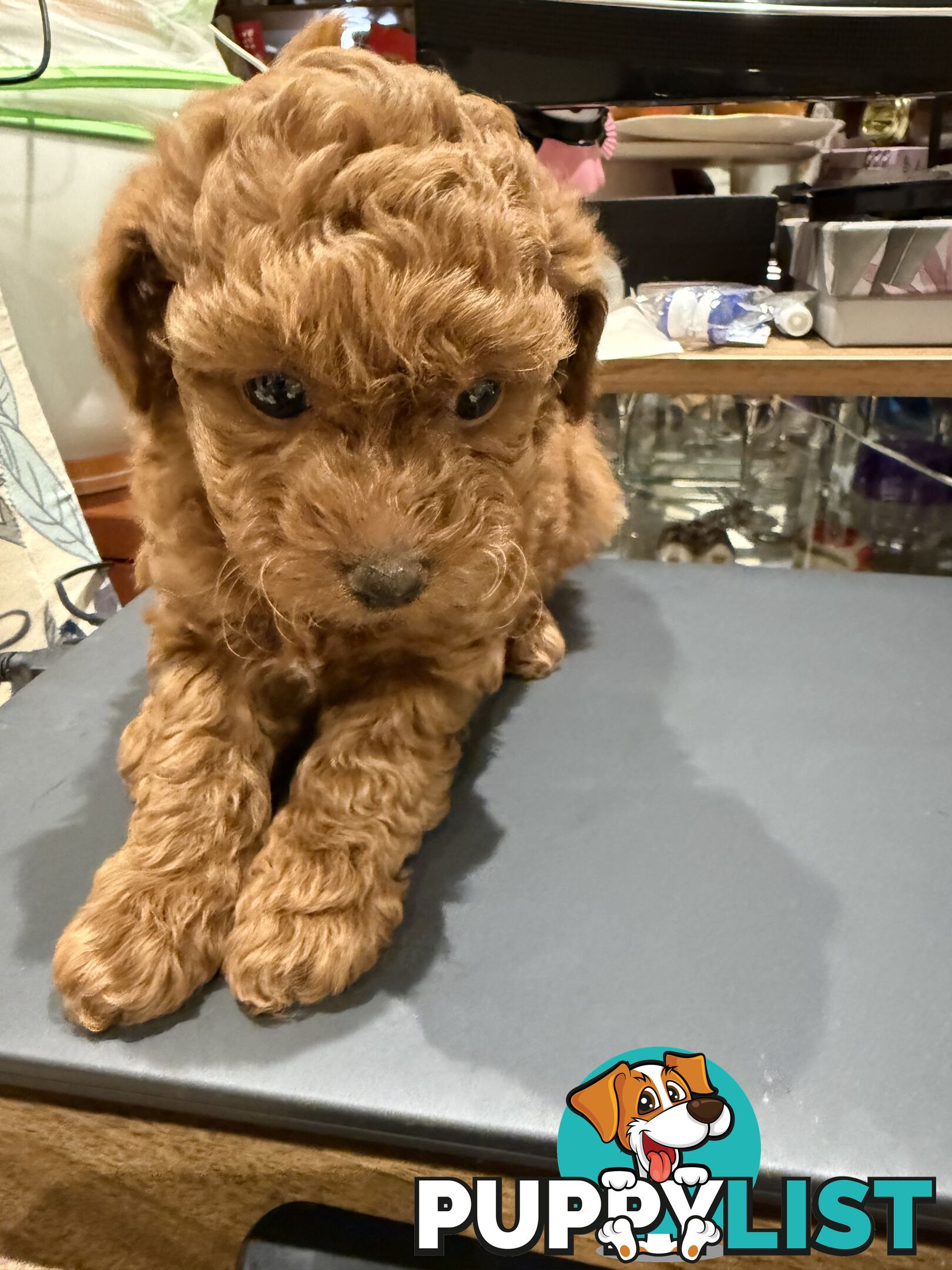 Toy Poodles