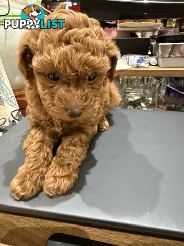 Toy Poodles