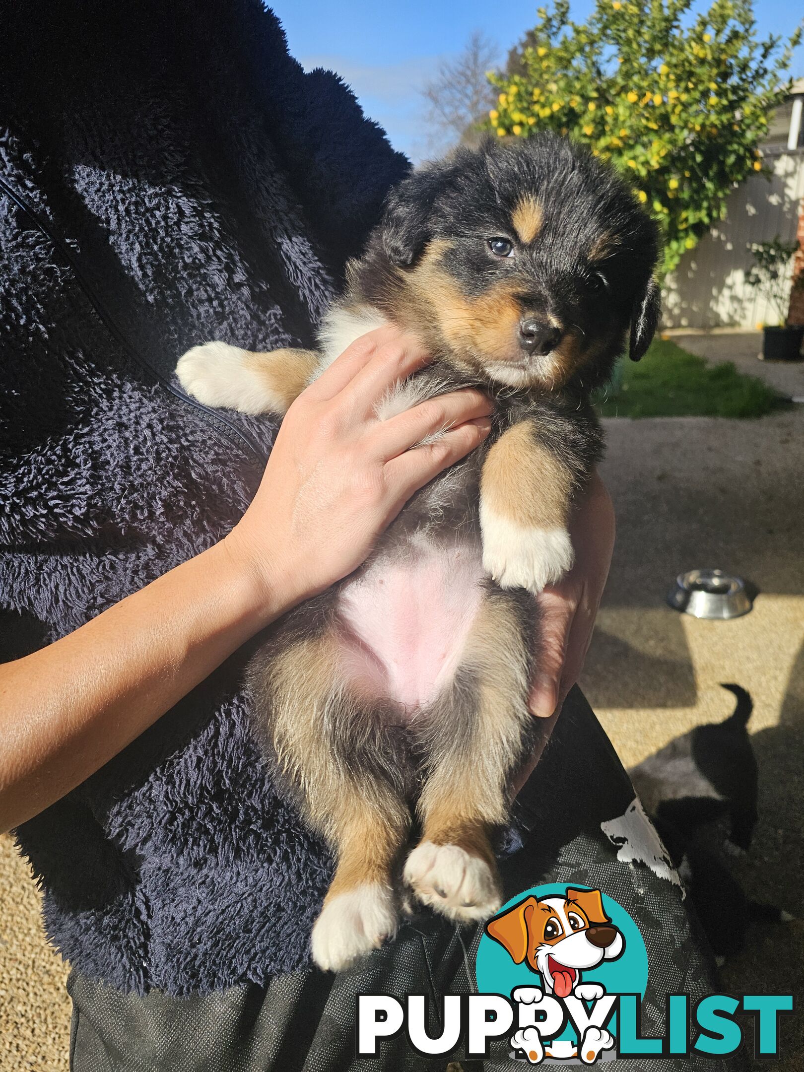 Super cute pure bred border collie puppies for sale