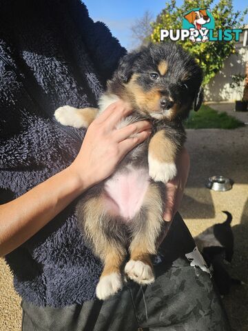Super cute pure bred border collie puppies for sale