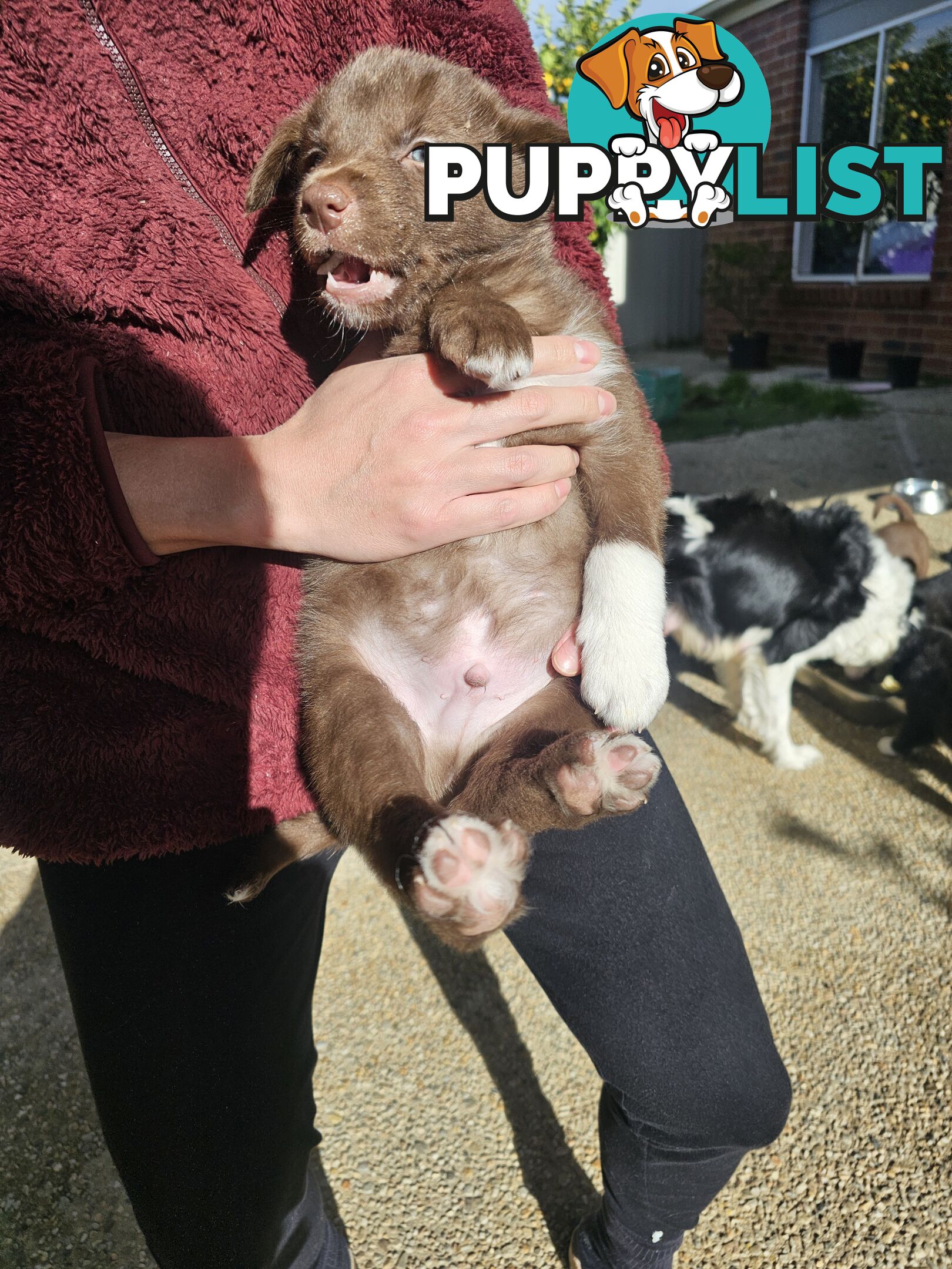 Super cute pure bred border collie puppies for sale