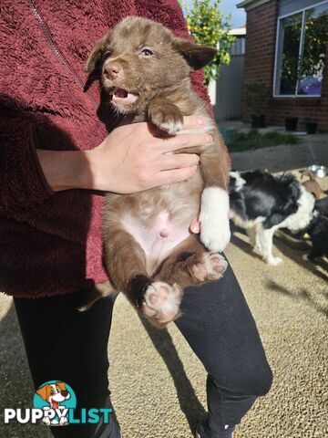 Super cute pure bred border collie puppies for sale
