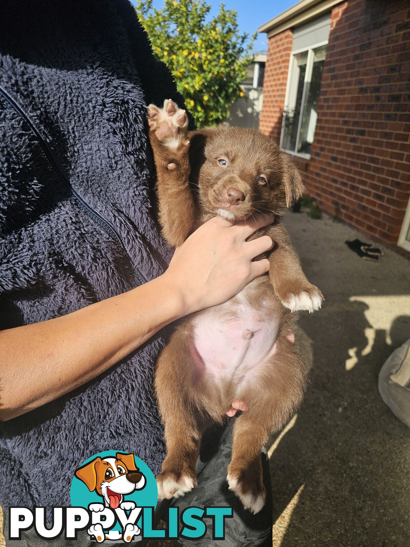 Super cute pure bred border collie puppies for sale