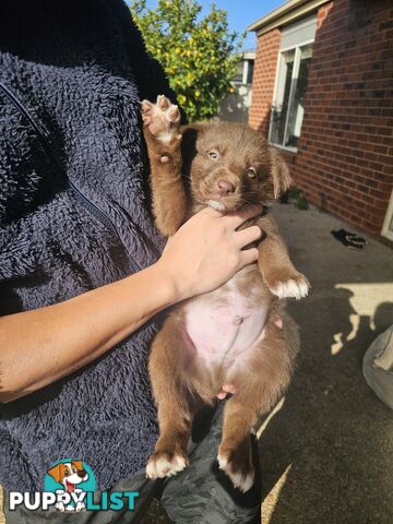 Super cute pure bred border collie puppies for sale