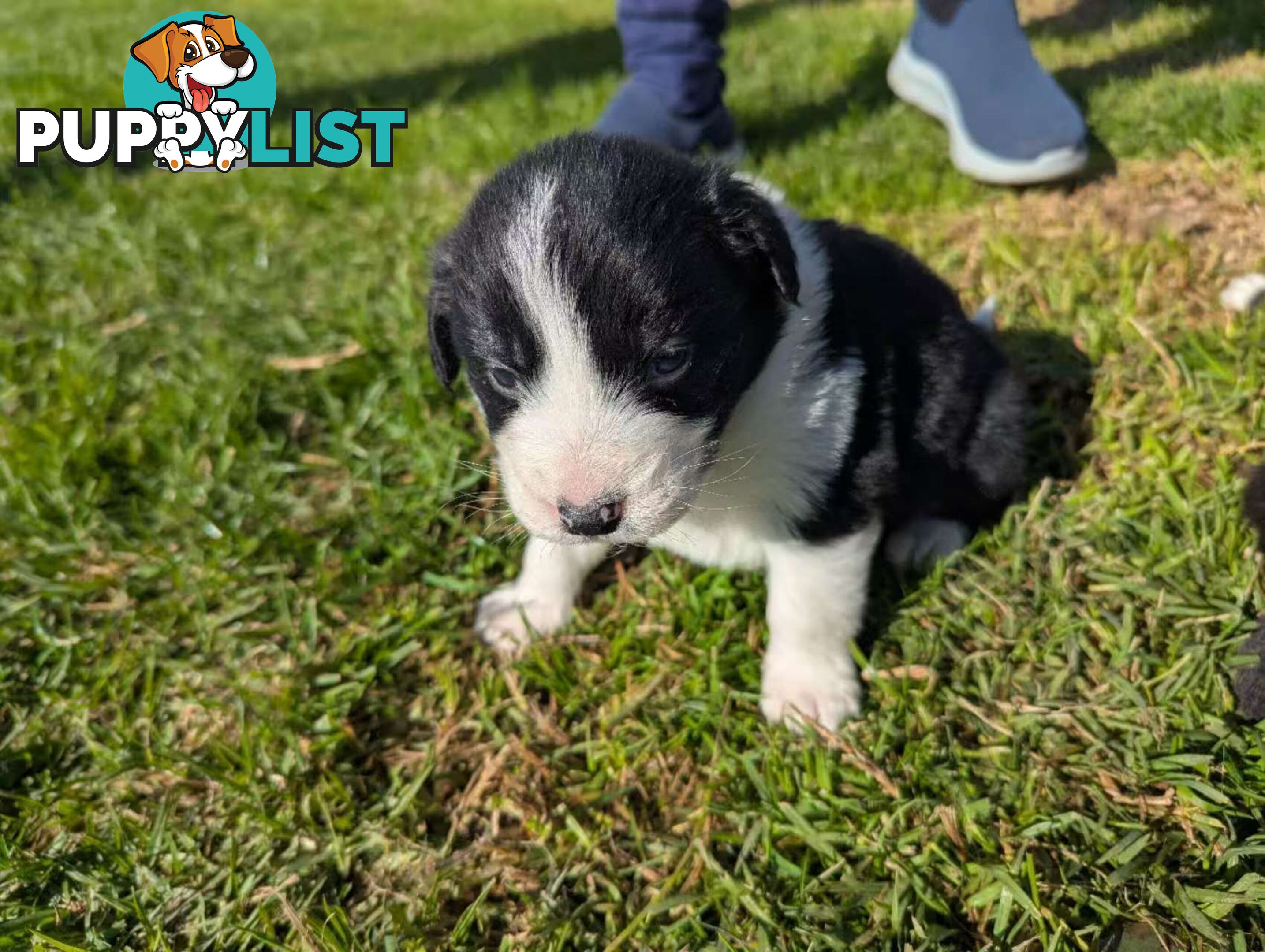 Super cute pure bred border collie puppies for sale