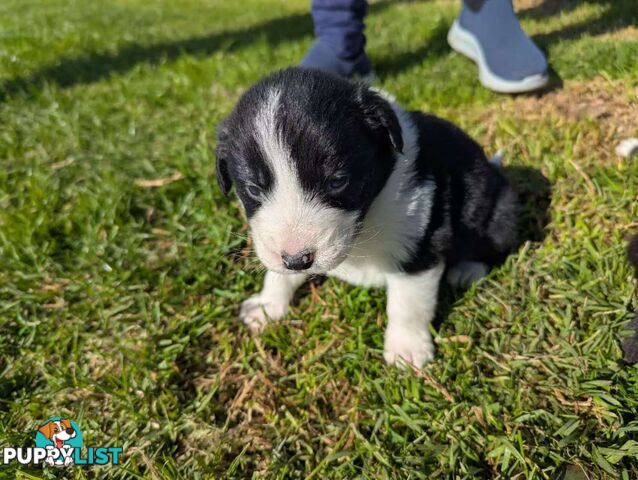Super cute pure bred border collie puppies for sale