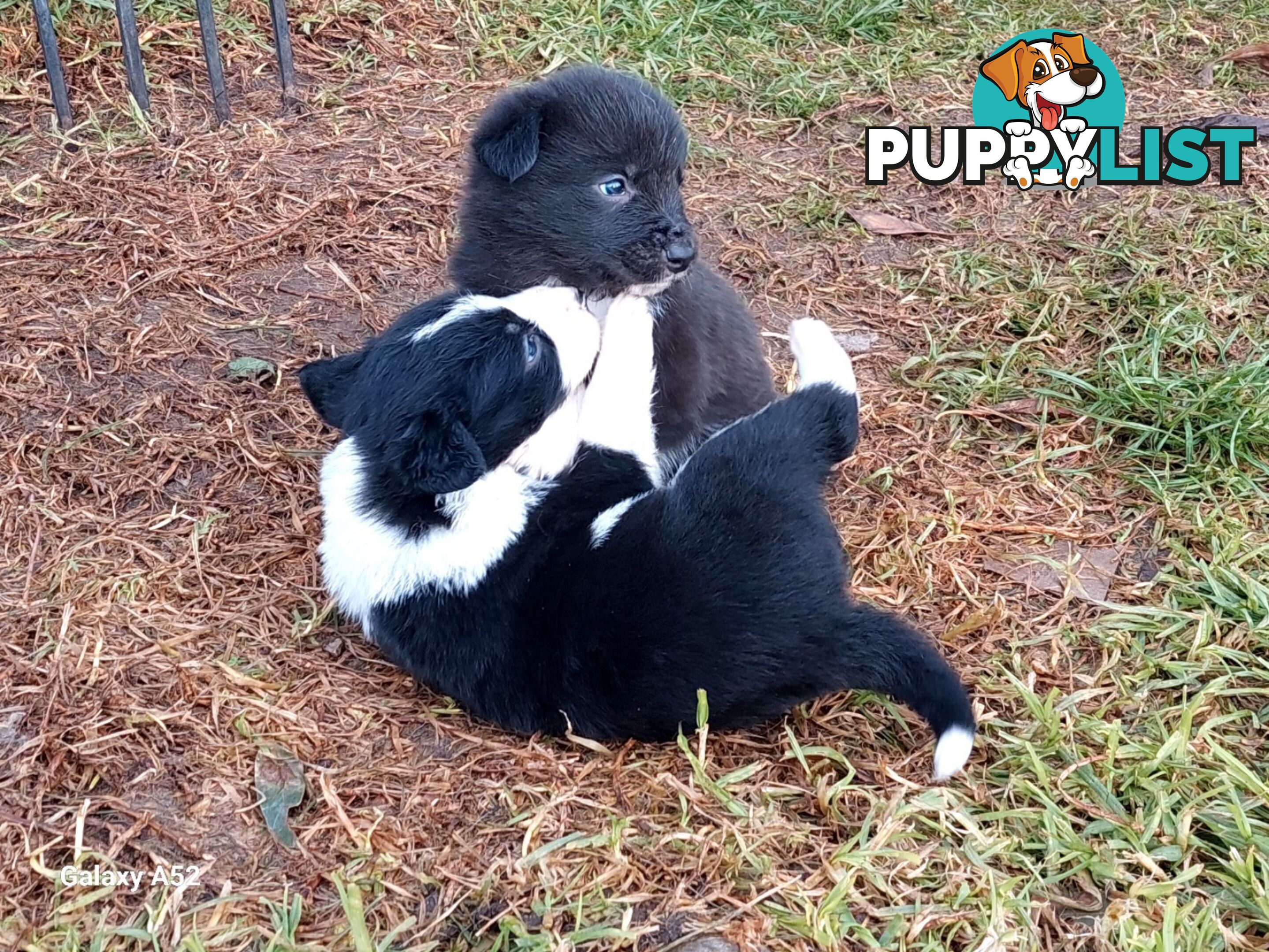 Super cute pure bred border collie puppies for sale