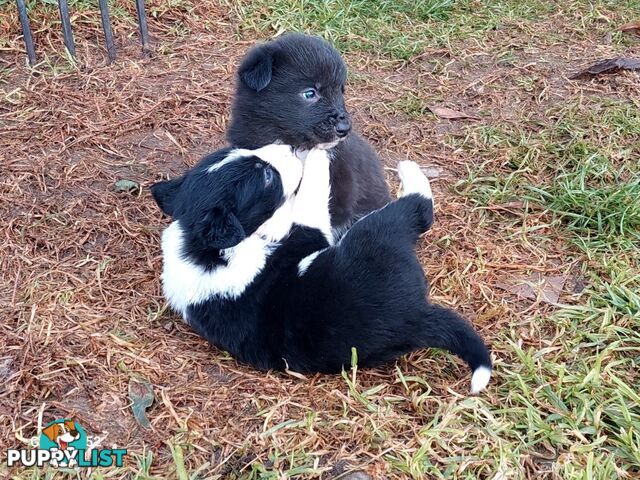Super cute pure bred border collie puppies for sale