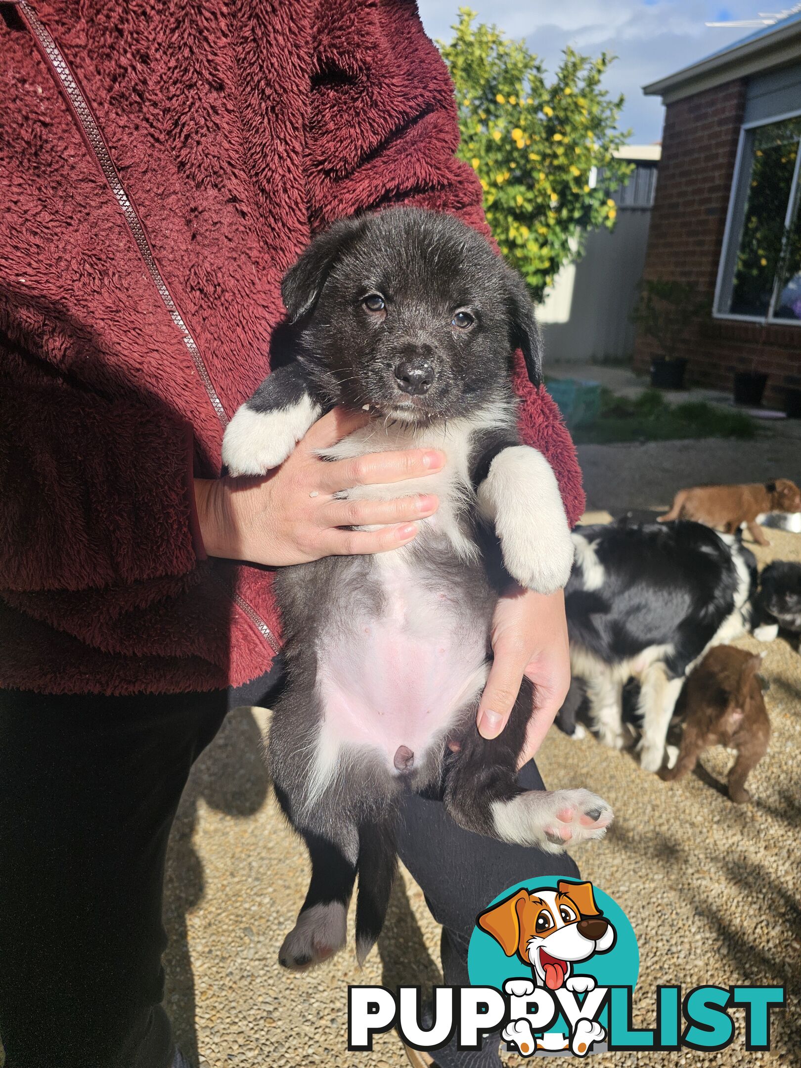 Super cute pure bred border collie puppies for sale