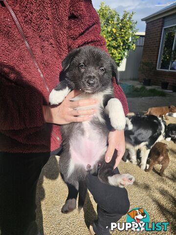 Super cute pure bred border collie puppies for sale