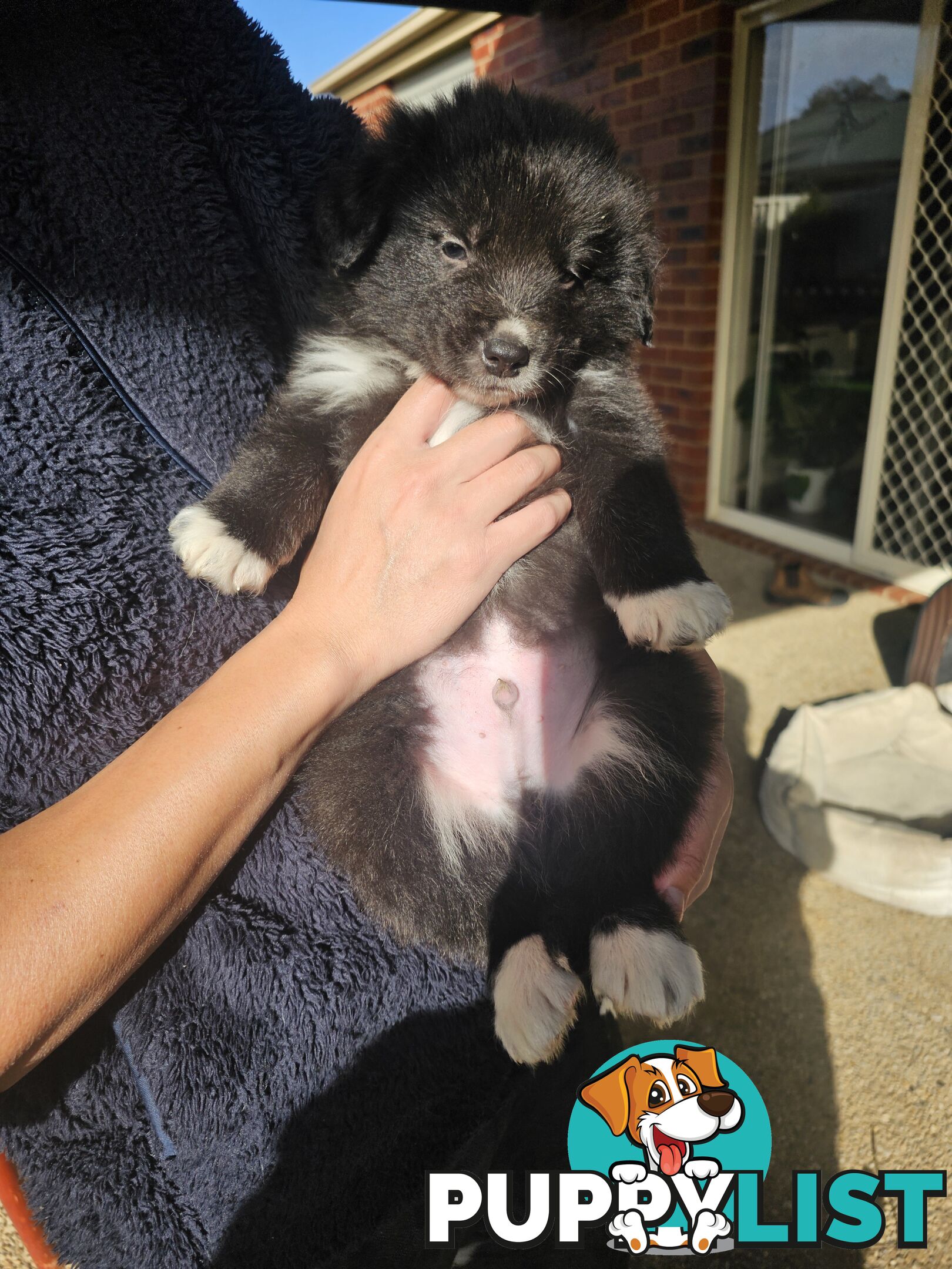 Super cute pure bred border collie puppies for sale