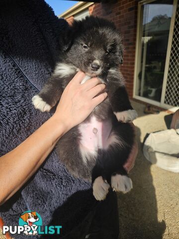 Super cute pure bred border collie puppies for sale