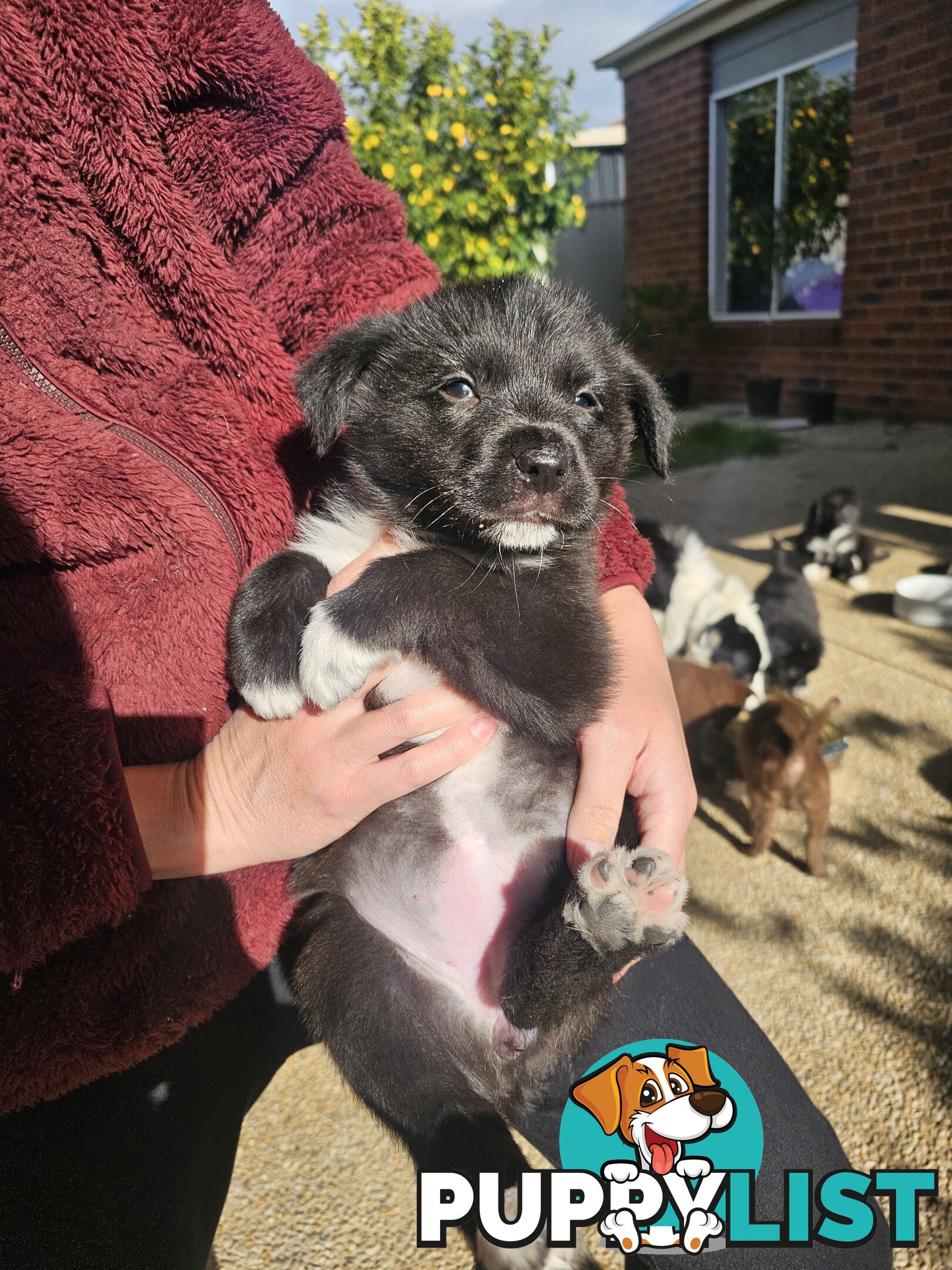 Super cute pure bred border collie puppies for sale