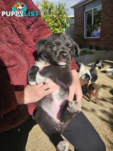 Super cute pure bred border collie puppies for sale