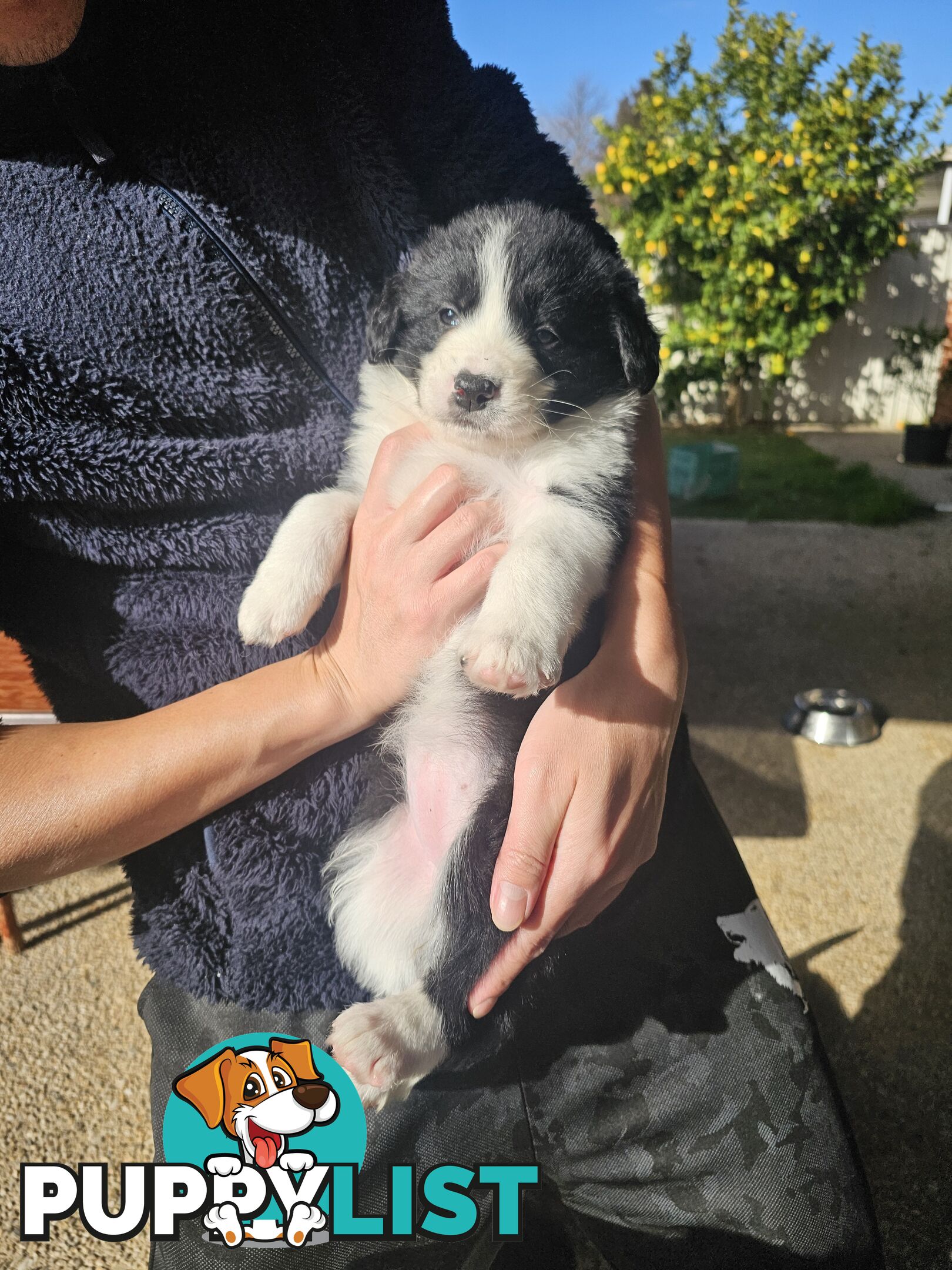 Super cute pure bred border collie puppies for sale