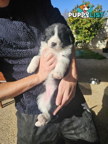 Super cute pure bred border collie puppies for sale
