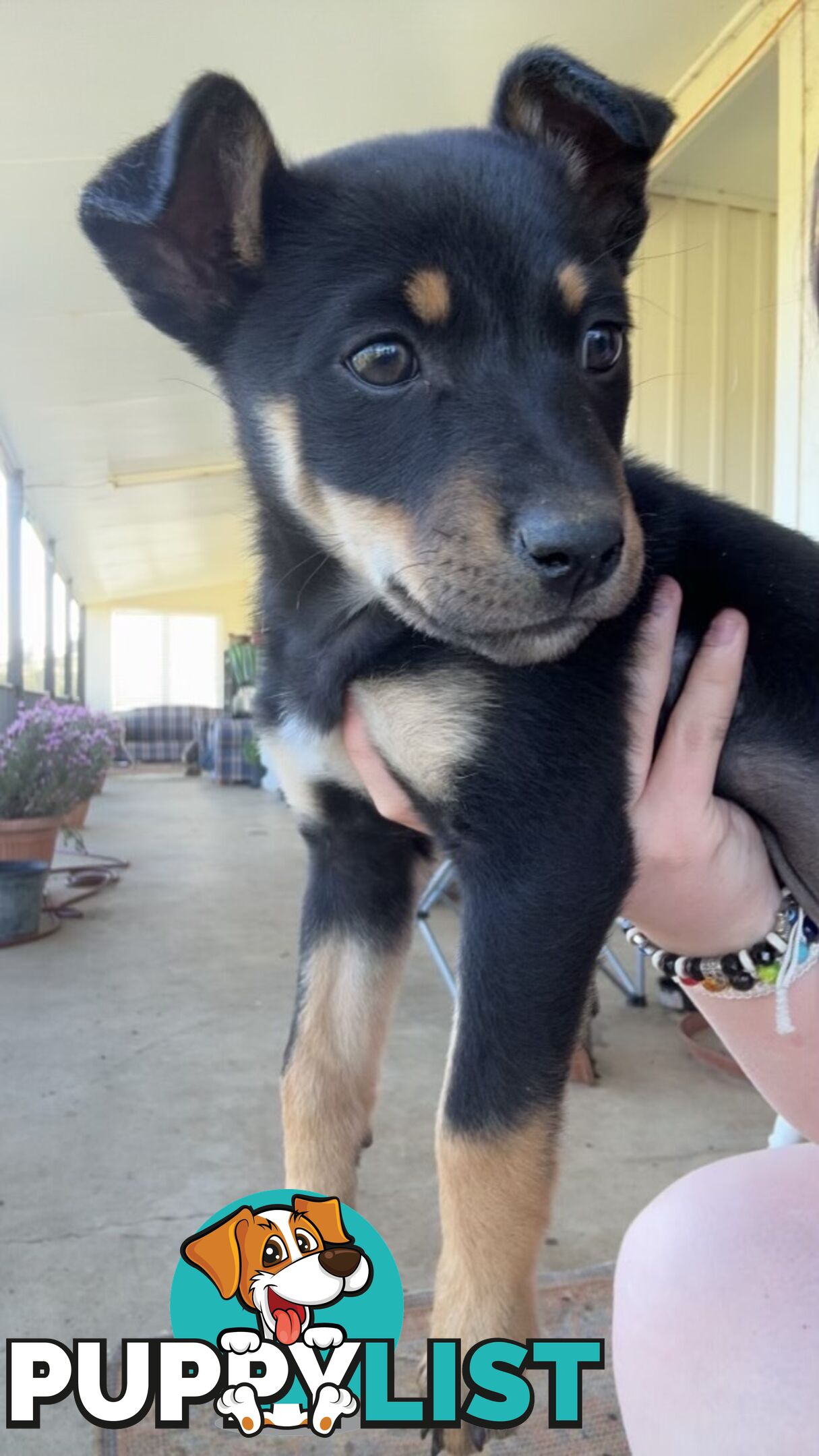 Kelpie puppies