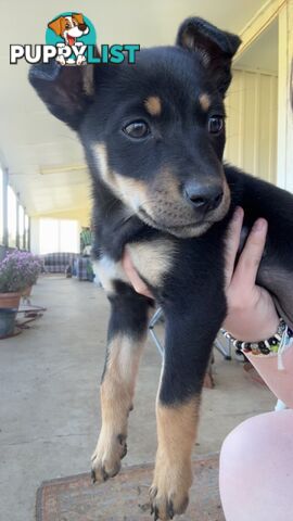 Kelpie puppies