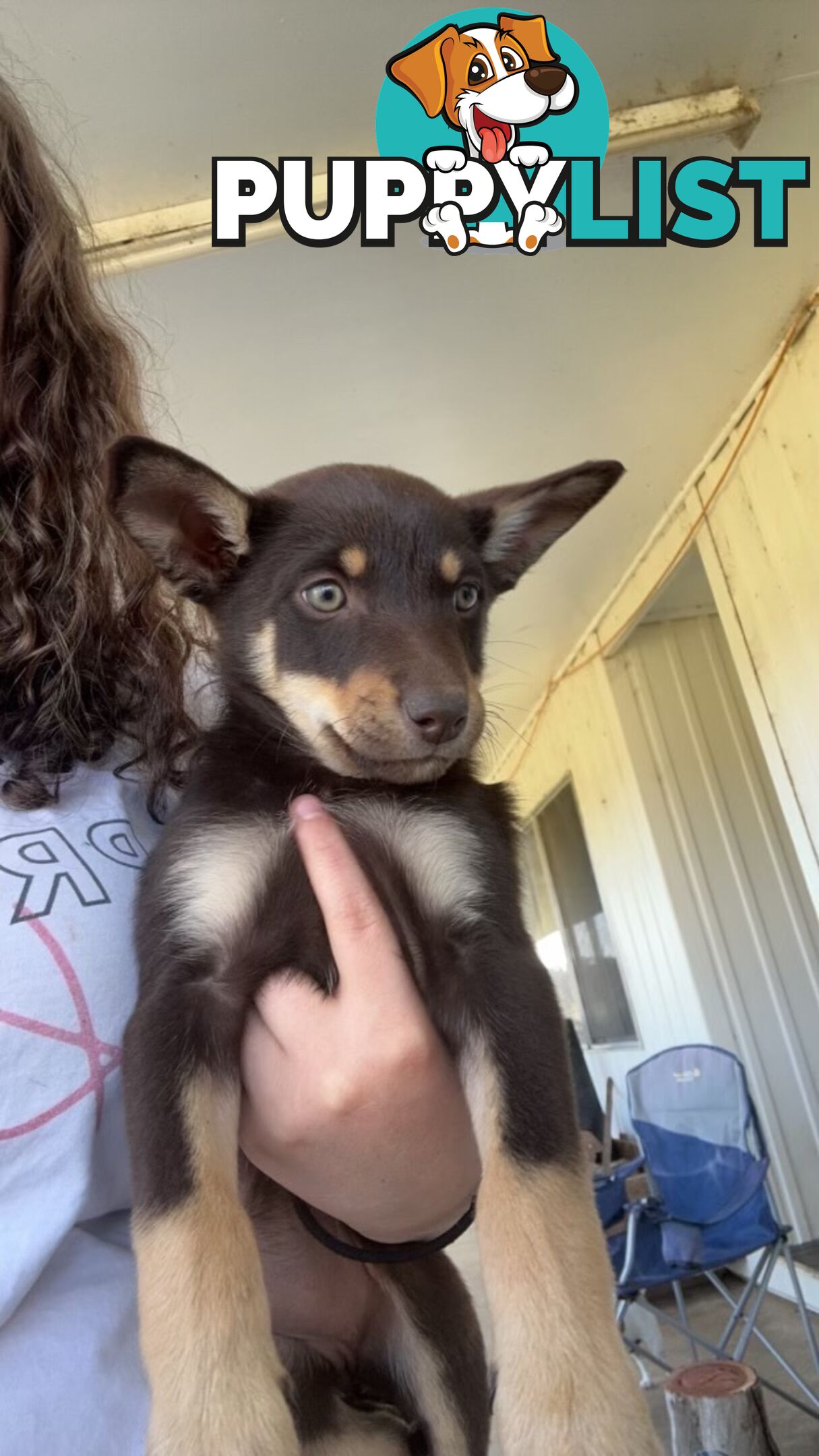 Kelpie puppies