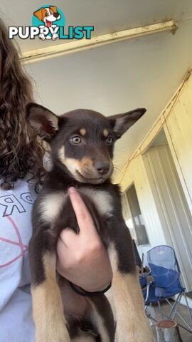 Kelpie puppies