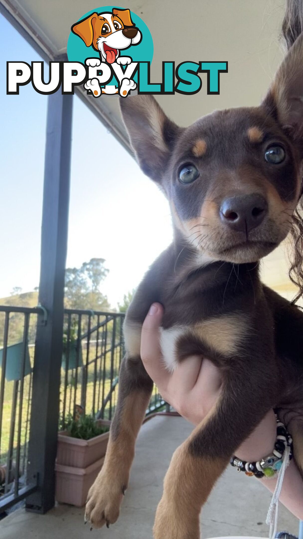 Kelpie puppies