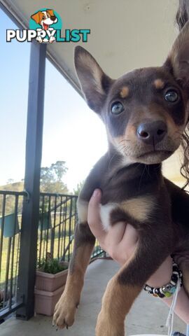 Kelpie puppies