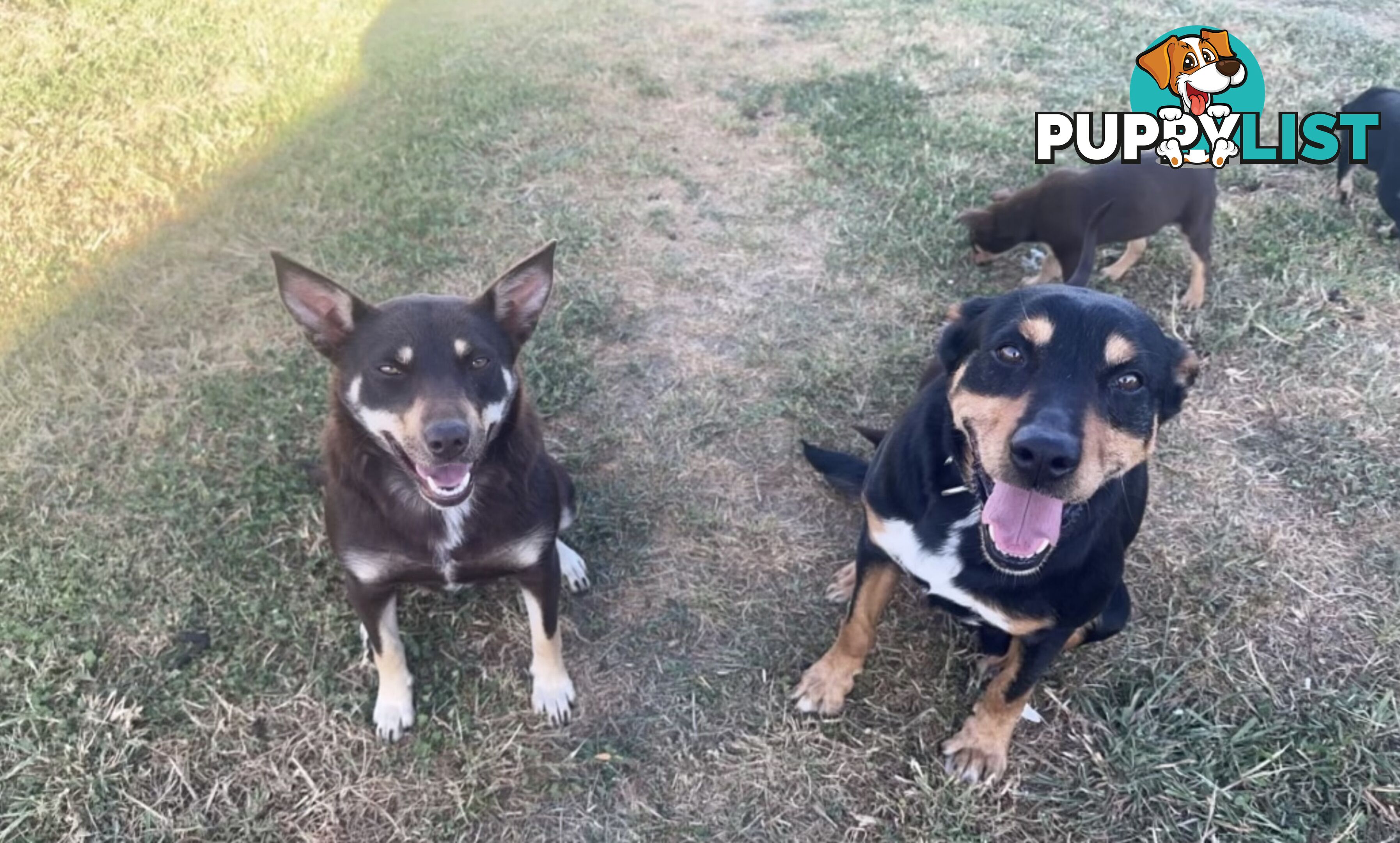 Kelpie puppies