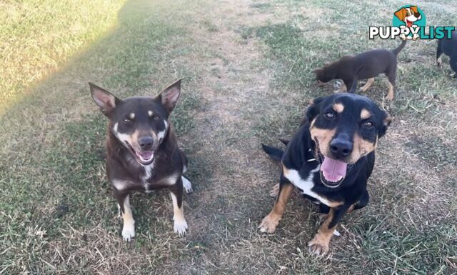 Kelpie puppies