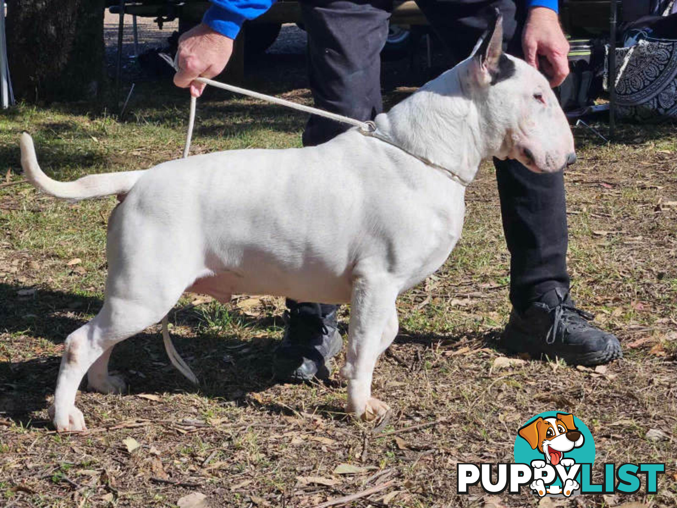 4 x Bull Terrier  puppies for sale ready to go to there new home