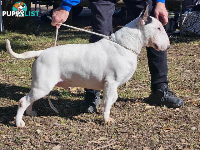 4 x Bull Terrier  puppies for sale ready to go to there new home