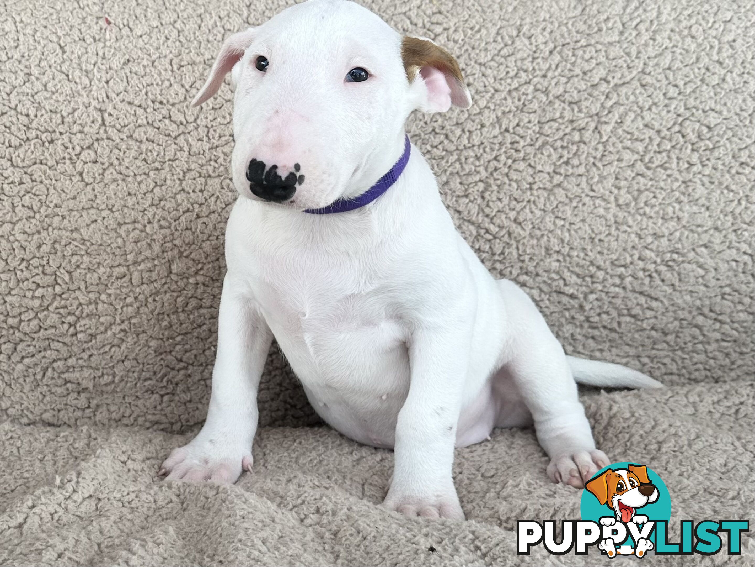 4 x Bull Terrier  puppies for sale ready to go to there new home