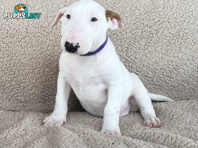 4 x Bull Terrier  puppies for sale ready to go to there new home