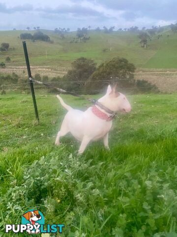 4 x Bull Terrier  puppies for sale ready to go to there new home