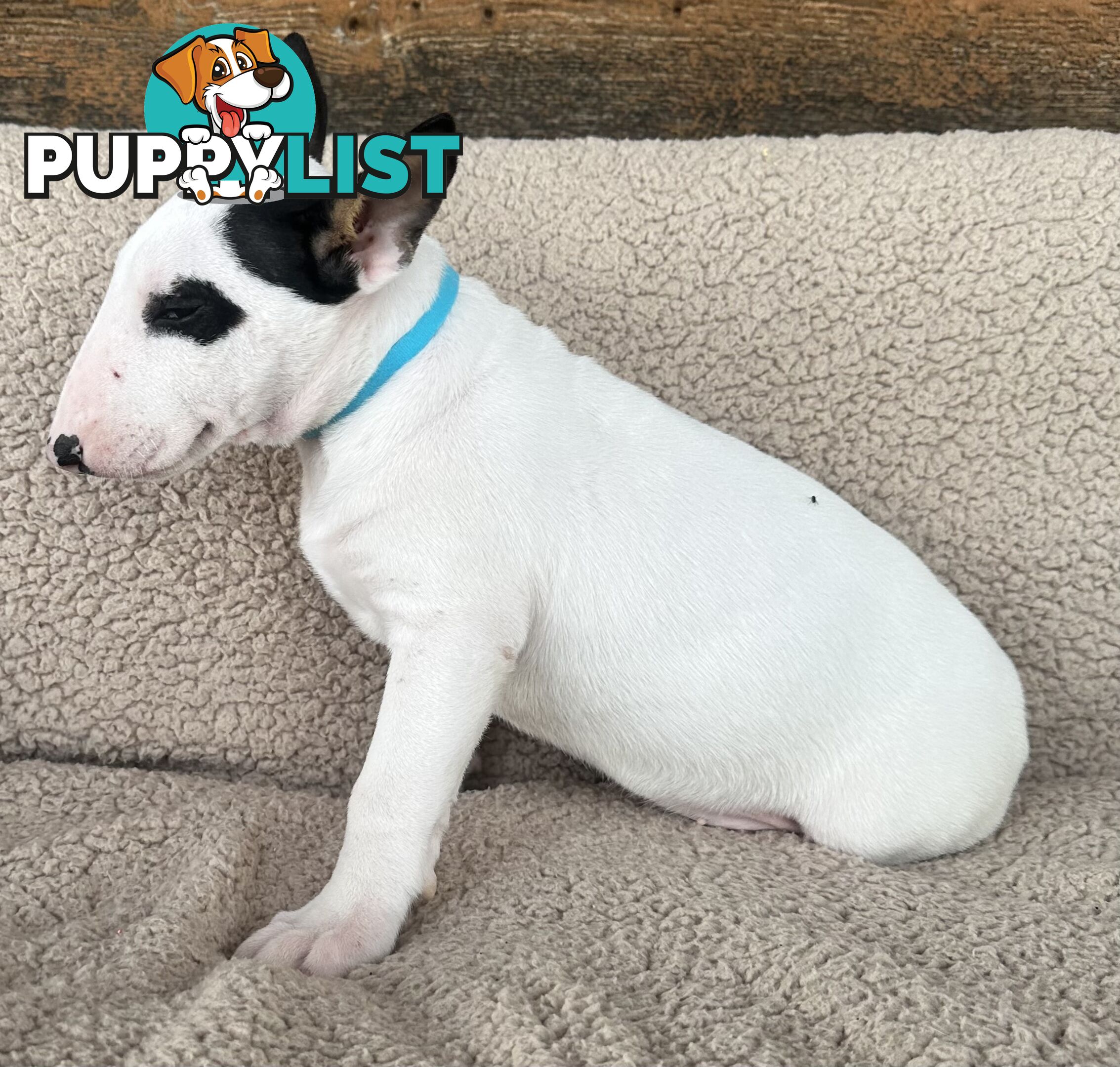 4 x Bull Terrier  puppies for sale ready to go to there new home