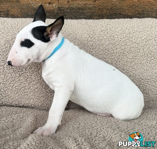 4 x Bull Terrier  puppies for sale ready to go to there new home