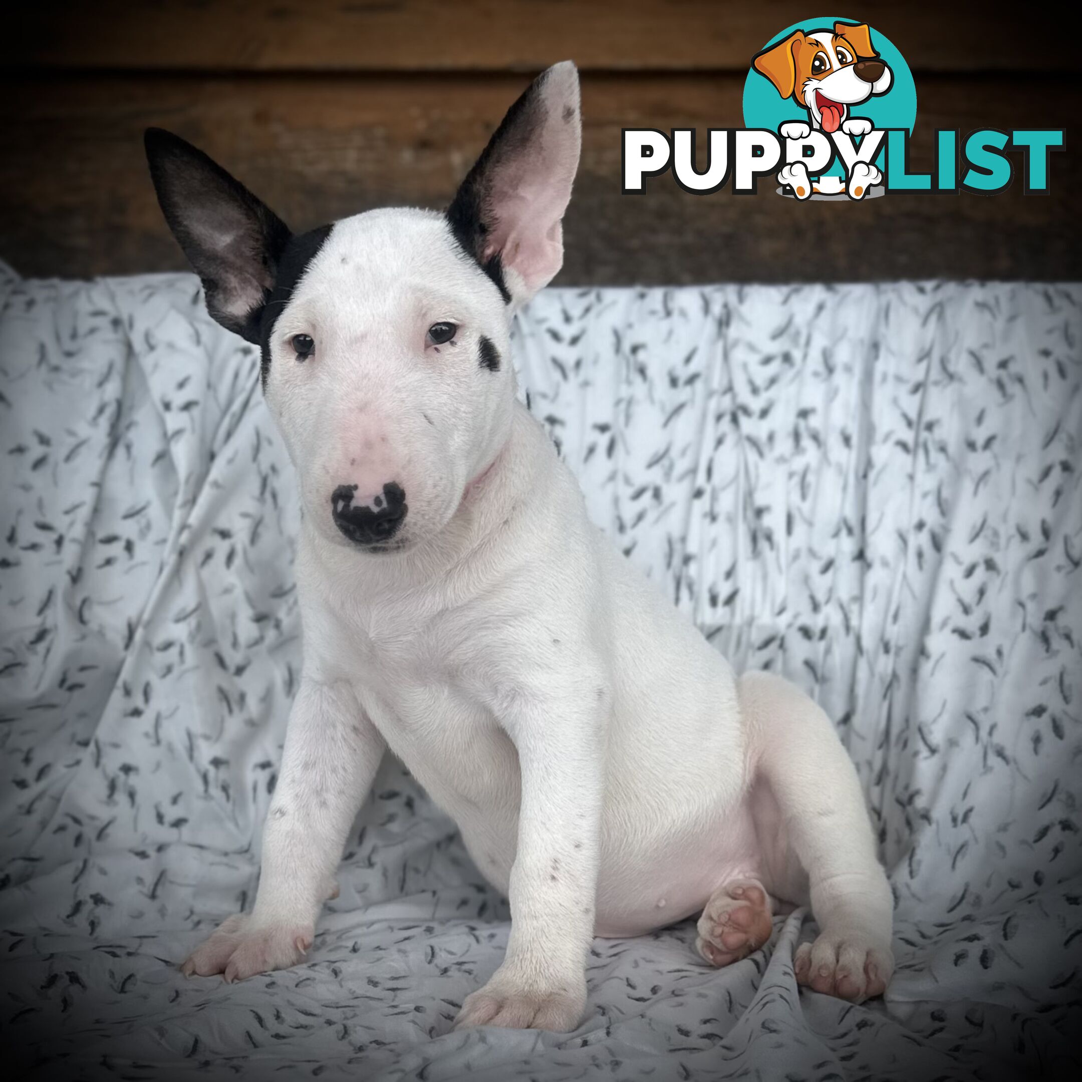 4 x Bull Terrier  puppies for sale ready to go to there new home