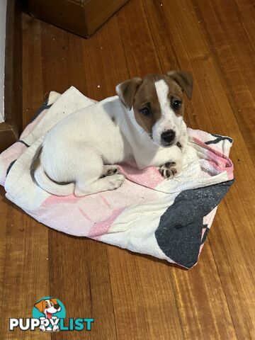 Purebred Jack Russell puppy