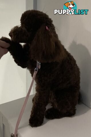 Very very cute house raised toy poodles for sale