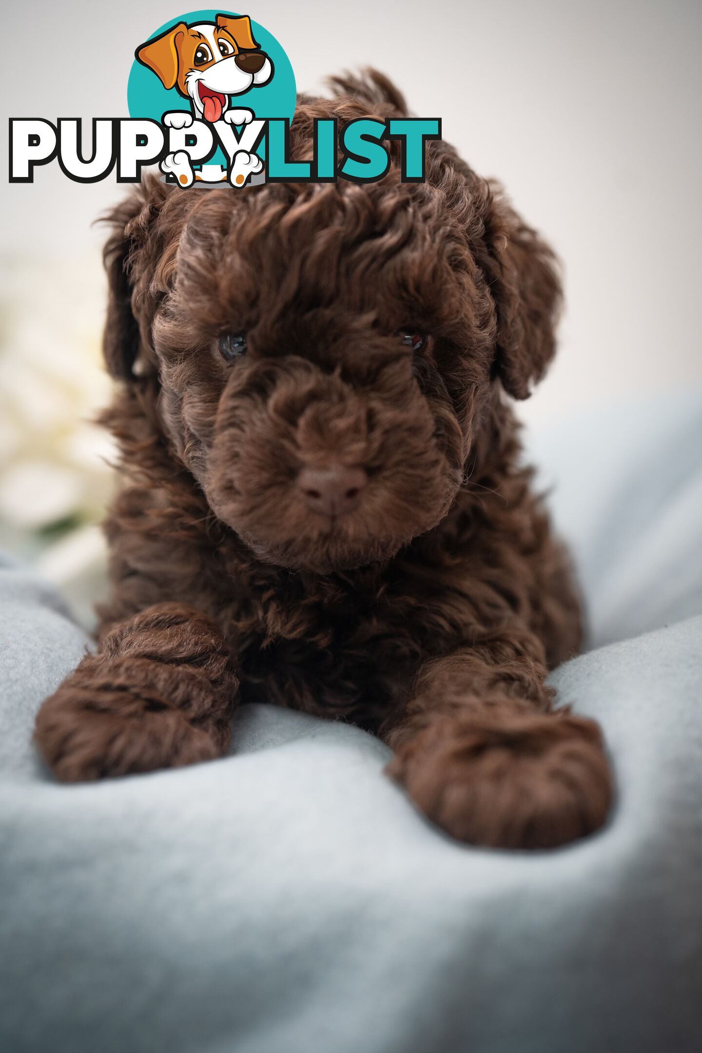 Very very cute house raised toy poodles for sale